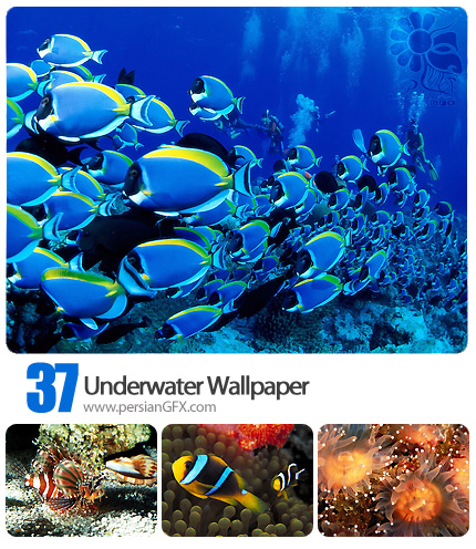 تصاویر پس زمینه دنیای زیر آب - Underwater Wallpaper