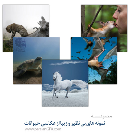نمونه های بی نظیر و زیبا از عکاسی حیوانات