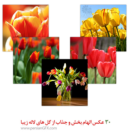 30 عکس الهام بخش و جذاب از گل های لاله زیبا