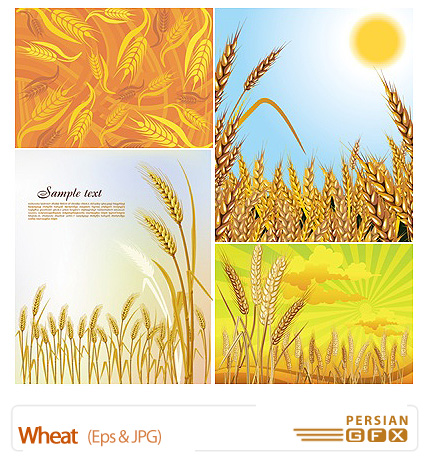 دانلود تصاویر وکتور گندم - Wheat