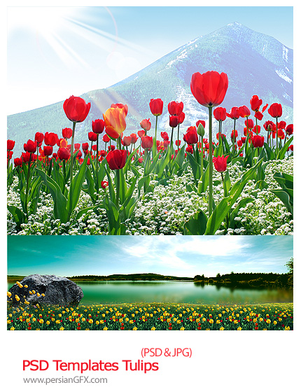 دانلود تصاویر لایه باز پس زمینه مناظر گل های لاله - PSD Templates Tulips