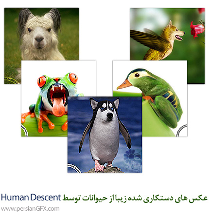 عکس های دستکاری شده زیبا از حیوانات توسط Human Descent 