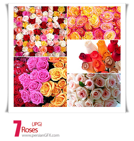 دانلود تصاویر گل رز - Roses
