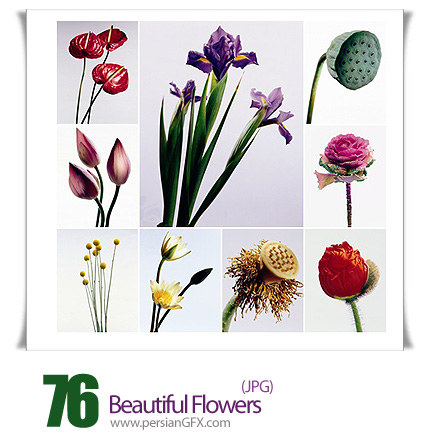 مجموعه تصاویر گل های زیبا - Beautiful Flowers