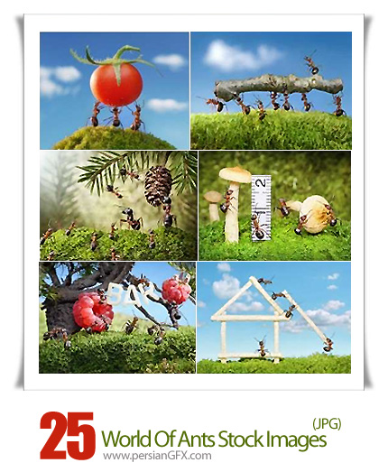 دانلود تصاویر با کیفیت زندگی مورچه ها - World Of Ants 25 HQ Stock Images