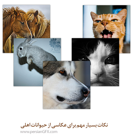 نکات بسیار مهم برای عکاسی از حیوانات اهلی
