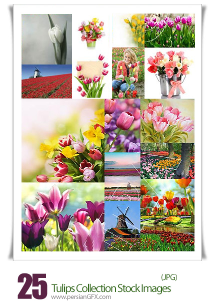 دانلود تصاویر با کیفیت کلکسیون گل لاله - Tulips Collection 25 HQ Stock Images