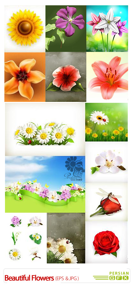 دانلود تصاویر وکتور گل های زیبا، زنبق، آفتابگردان، رز، شقایق - Beautiful Flowers