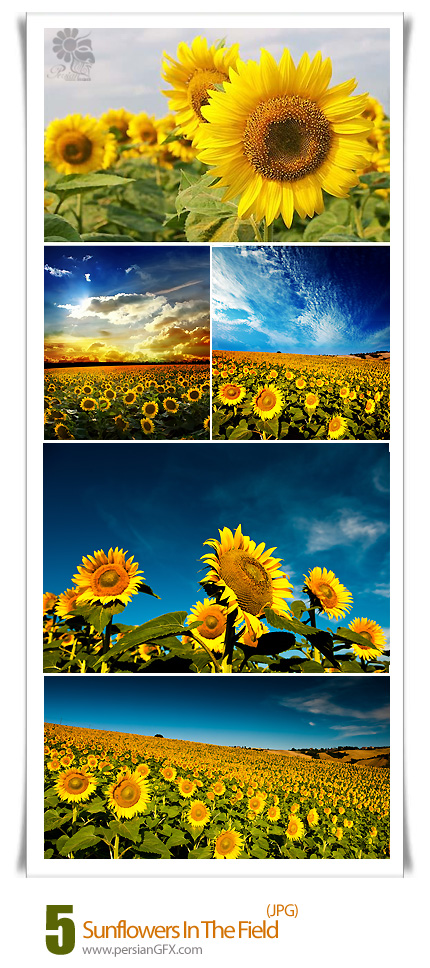 دانلود تصاویر پس زمینه گل آفتابگردان - Sunflowers In The Field