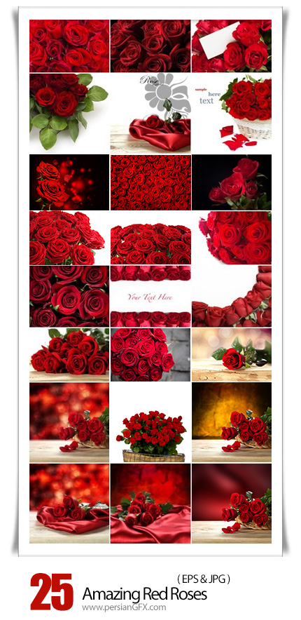 دانلود تصاویر با کیفیت گل های رز قرمز - Amazing Red Roses
