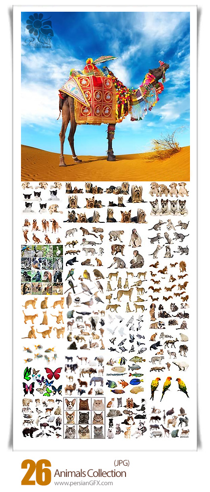 دانلود مجموعه تصاویر با کیفیت حیوانات مختلف گربه، میمون، ببر و ... - Animals Collection