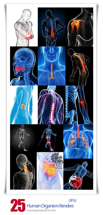 دانلود تصاویر با کیفیت داخل بدن انسان، قلب، عضلات، ماهیچه - Human Organism Renders