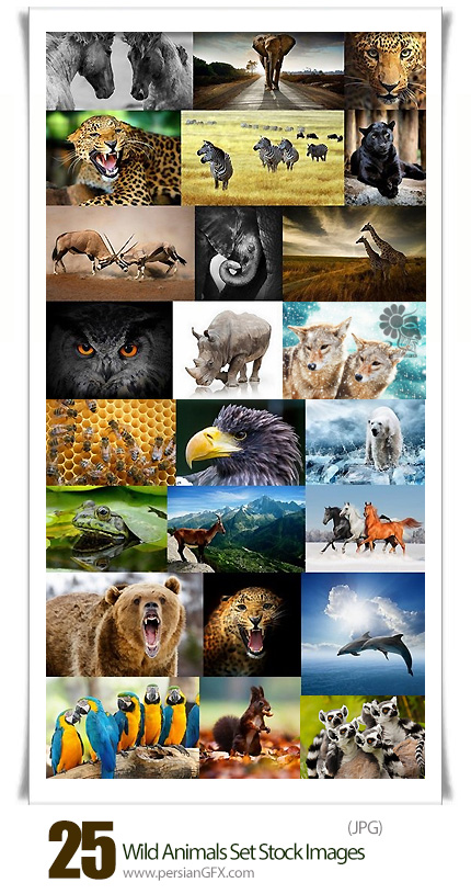 دانلود مجموعه تصاویر با کیفیت حیوانات وحشی، ببر، خرس، زرافه - Wild Animals Set Stock images