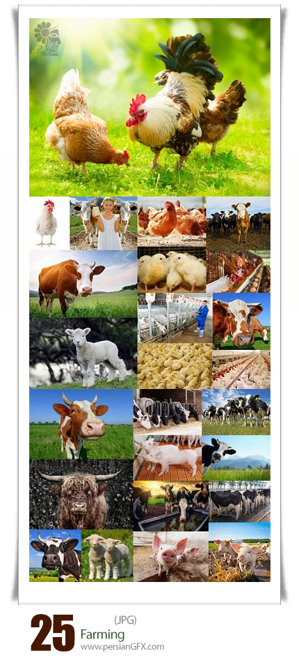 دانلود تصاویر با کیفیت کشاورزی، دامداری، حیوانات اهلی - Farming