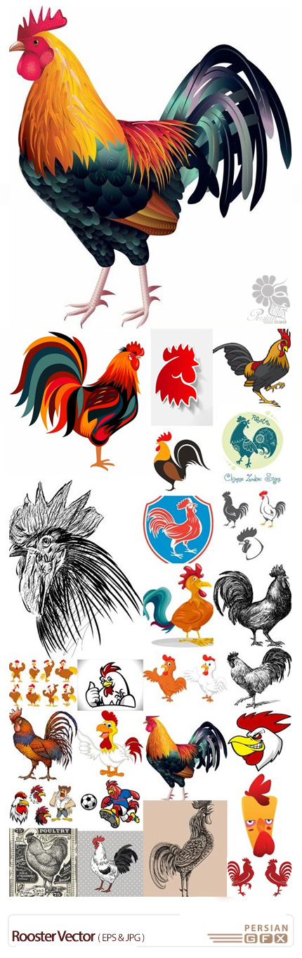 دانلود تصاویر وکتور خروس - Rooster Vector