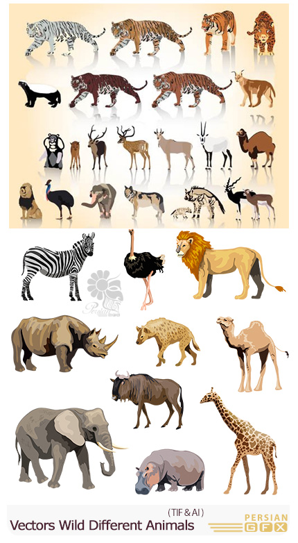 دانلود تصاویر وکتور حیوانات باغ وحش، فیل، زرافه، شیر،گورخر و ... - Vectors Wild Different Animals