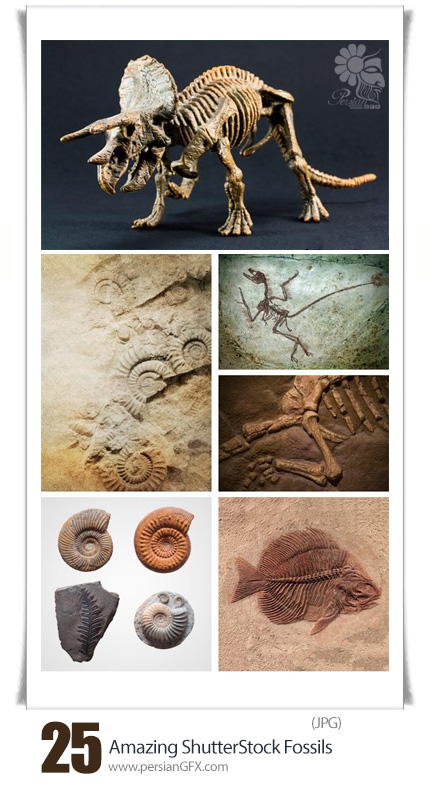دانلود تصاویر با کیفیت فسیل حیوانات، جمجمه و ... از شاتراستوک - Amazing ShutterStock Fossils