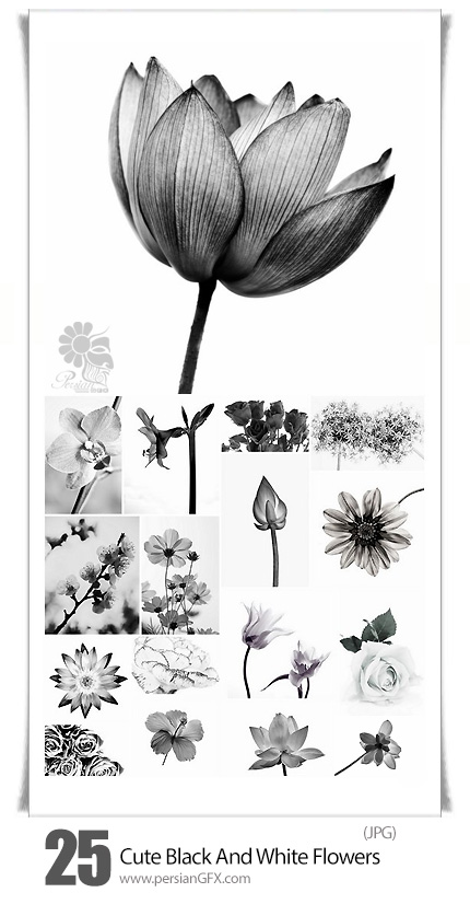 دانلود تصاویر با کیفیت گل های متنوع سیاه و سفید - Cute Black And White Flowers