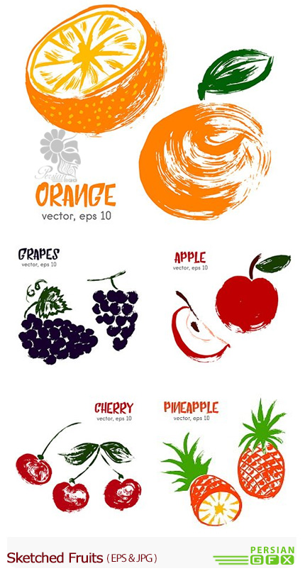 دانلود تصاویر وکتور طرح های اولیه میوه ها، انگور، موز، سیب و ... - Sketched Fruits