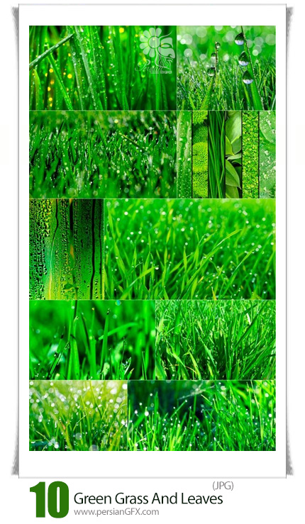 دانلود تصاویر با کیفیت برگ و چمن سبز - Green Grass And Leaves