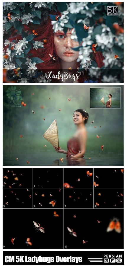دانلود کلیپ آرت کفش دوزک های پرنده با کیفیت 5K - CM 5K Ladybugs Overlays