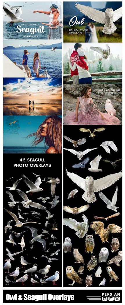 دانلود 85 تصویر پوششی جغد و مرغ دریایی - 85 Owl And Seagull Photo Overlays