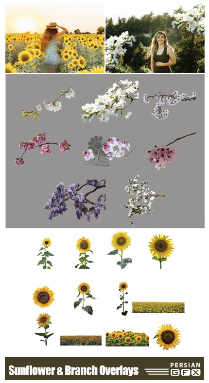 دانلود مجموعه تصاویر پوششی شاخه شکوفه و گل های آفتابگردان - Sunflower And Flower Branch Overlays