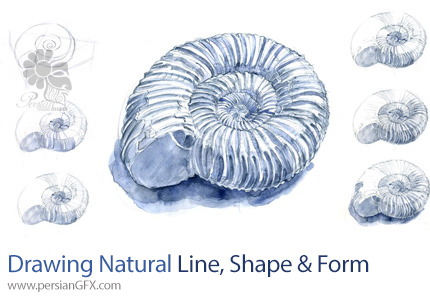 آموزش مدرسه طراحی اشکال طبیعی خط، شکل و فرم - The School Of Drawing: Natural Forms Line, Shape & Form