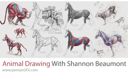 آموزش طراحی و رسم آناتومی حیوانات - Animal Drawing With Shannon Beaumont