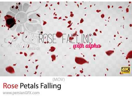 دانلود فوتیج ریزش برگ گل رز - Rose Petals Falling